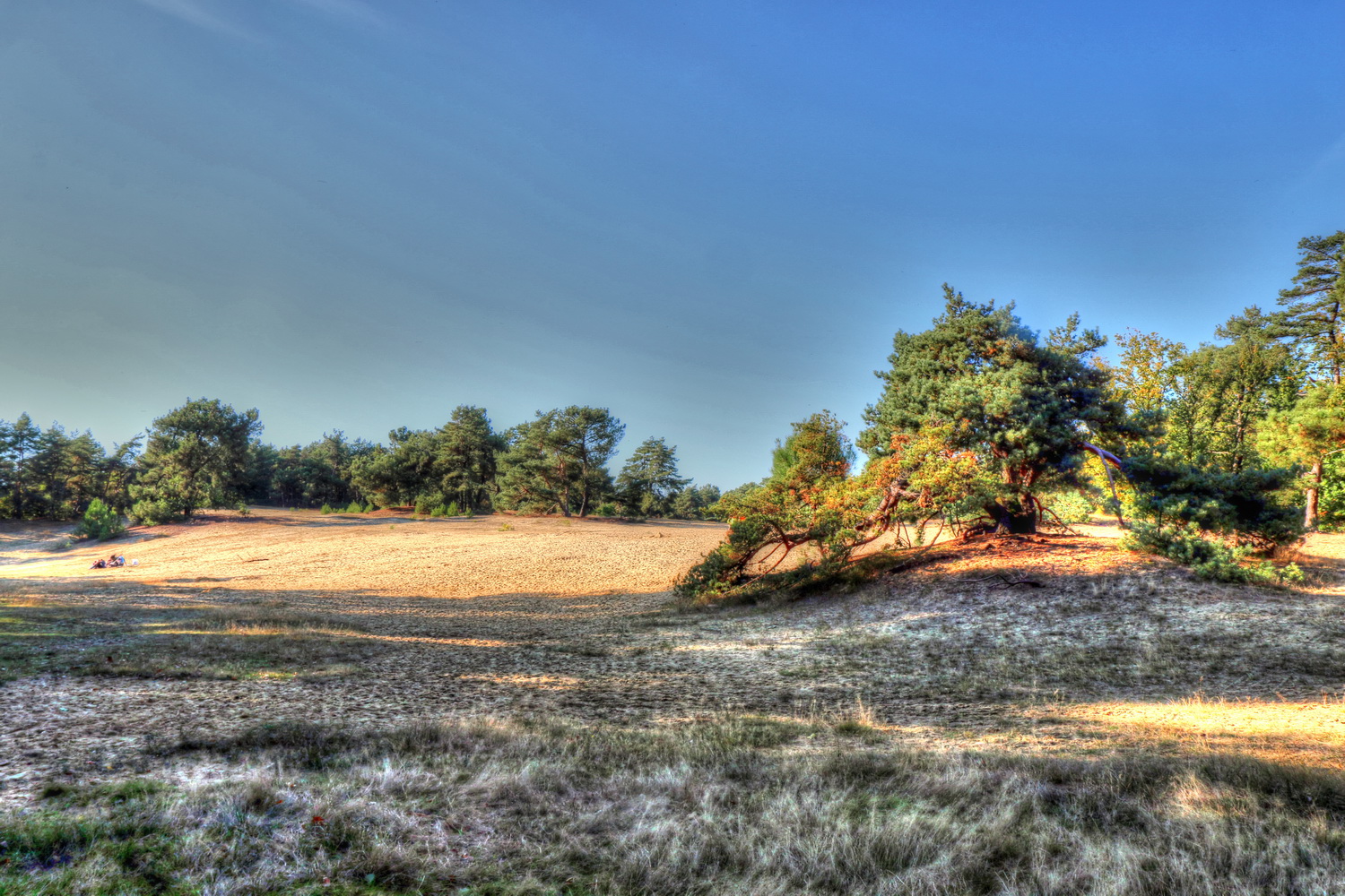 Dunes of Hechtel